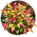 Нандіна домашня/Nandina domestica 0